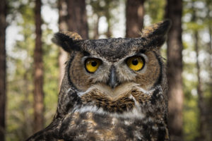 Great_Horned_Owl_in_Oregon